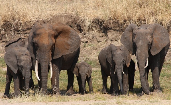 Благодаря этим устройствам уже спасено несколько семей слонов